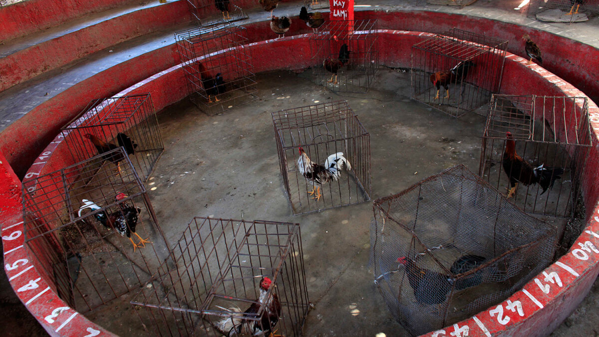 Las peleas de gallos siguen siendo un pasatiempo popular en Haití