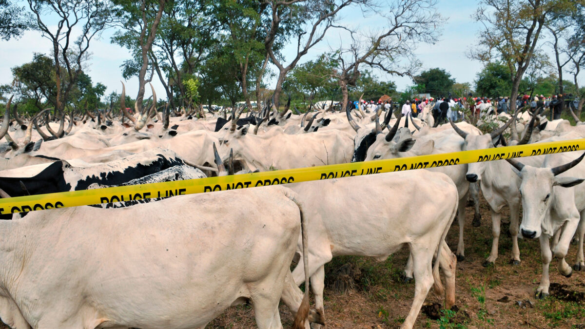 La policía recupera 441 vacas y 81 ovejas robadas en Nigeria