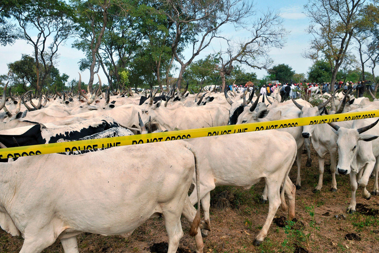 Police recovers 441 cows and 81 sheep stolen in Nigeria