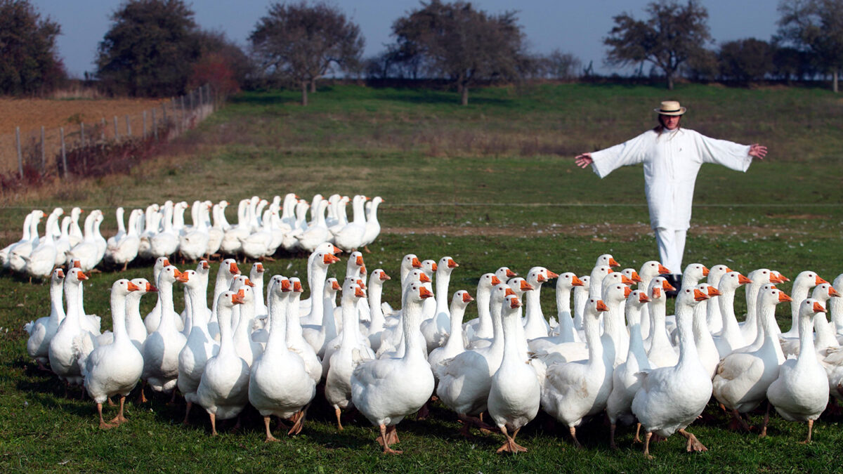 A party with many geese