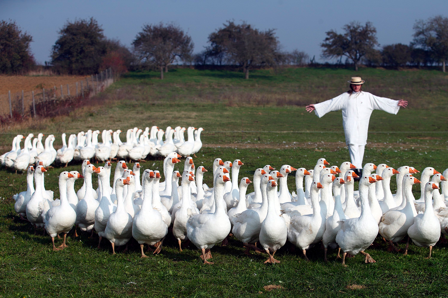 A party with many geese