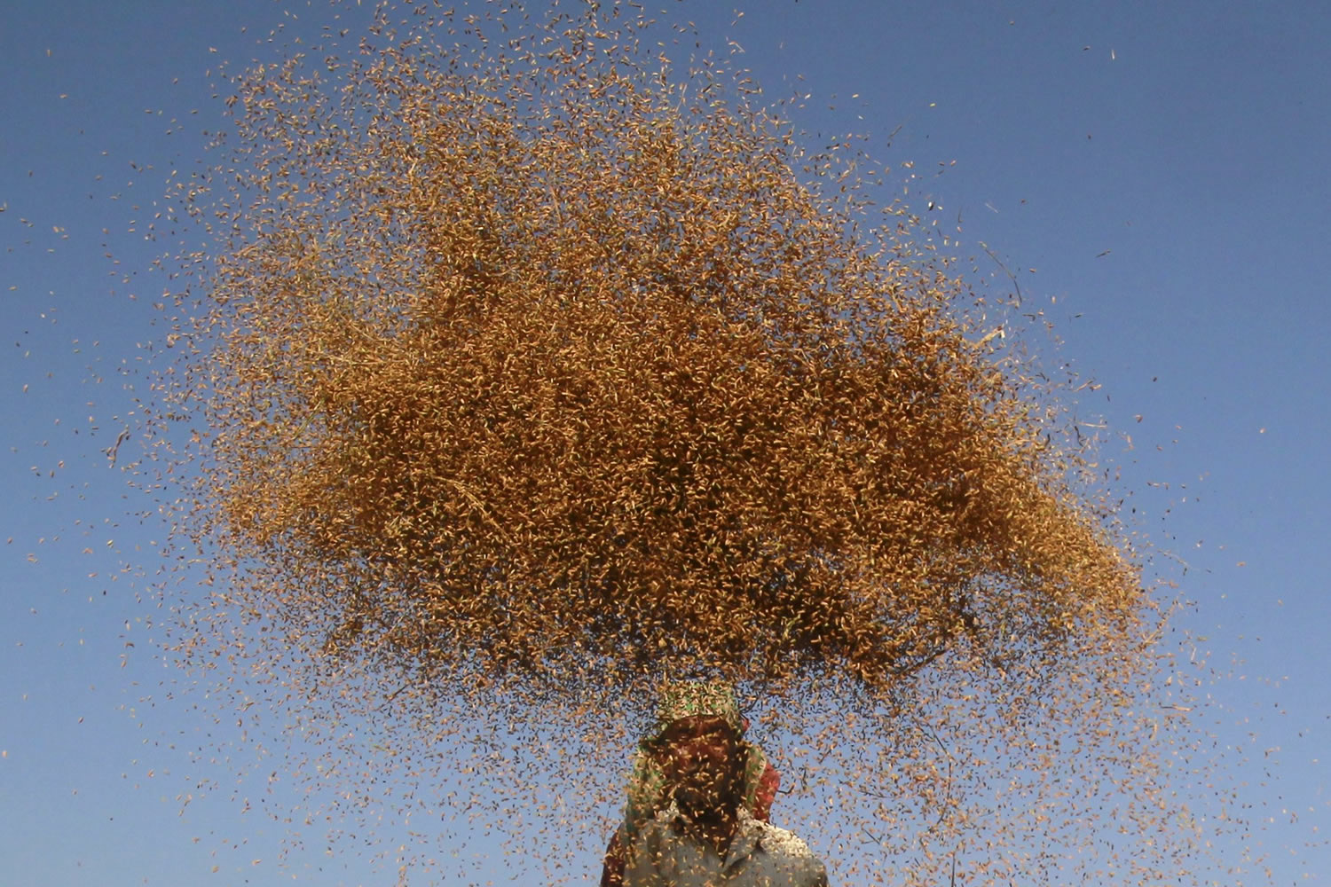 India tries to stop farmer suicide epidemic: over 800 in 10 months