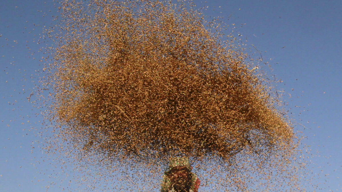 India trata de frenar la epidemia de suicidios en el campo: más de 800 en diez meses