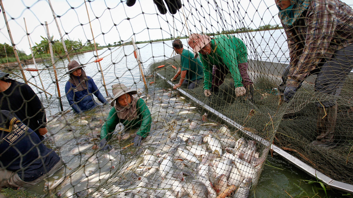 Nestlé admite que los pescadores de su materia prima eran sometidos a esclavitud y coerción