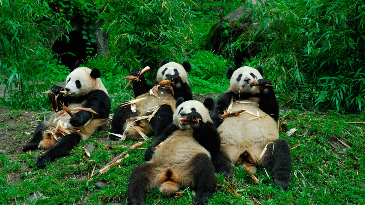 Panda bears bleat, like sheep, to say ‘Love you’