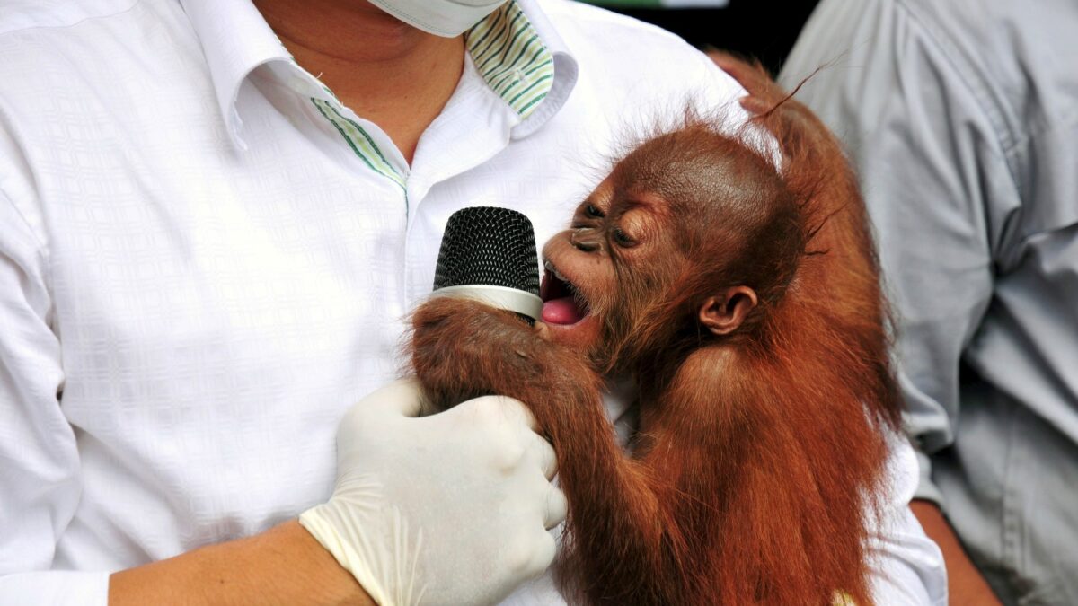 Baby orangutan trafficking web dismantled in Indonesia