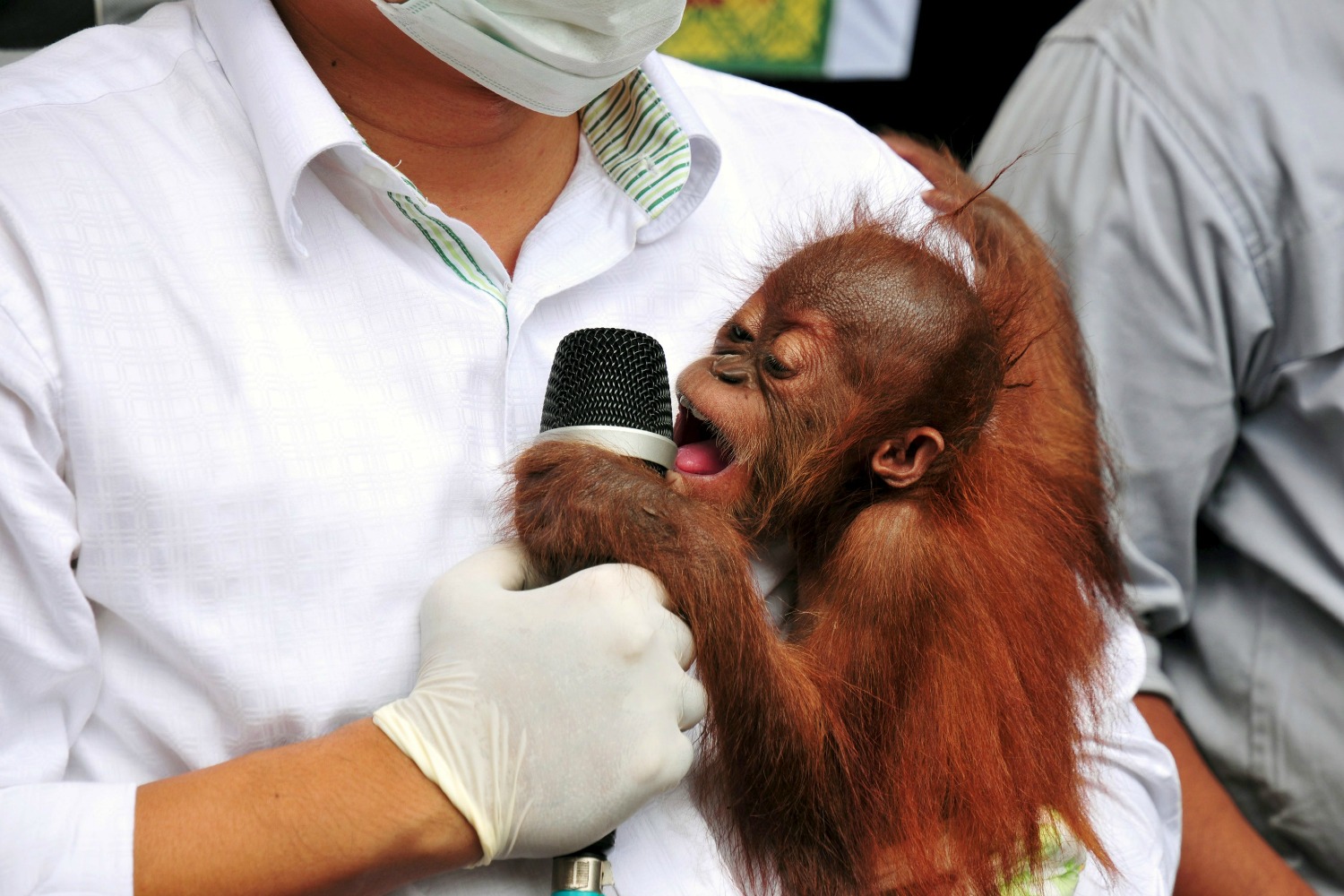 Baby orangutan trafficking web dismantled in Indonesia