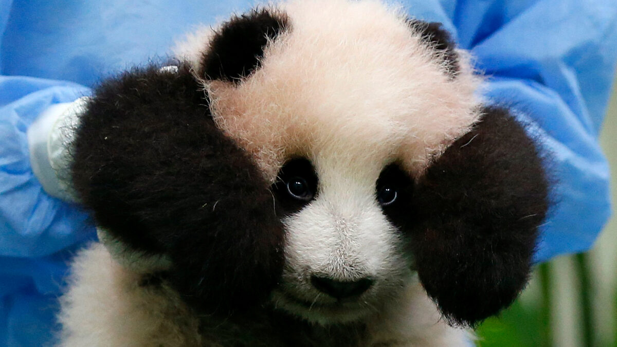 Muestran por primera vez en Malasia una cría de oso panda gigante