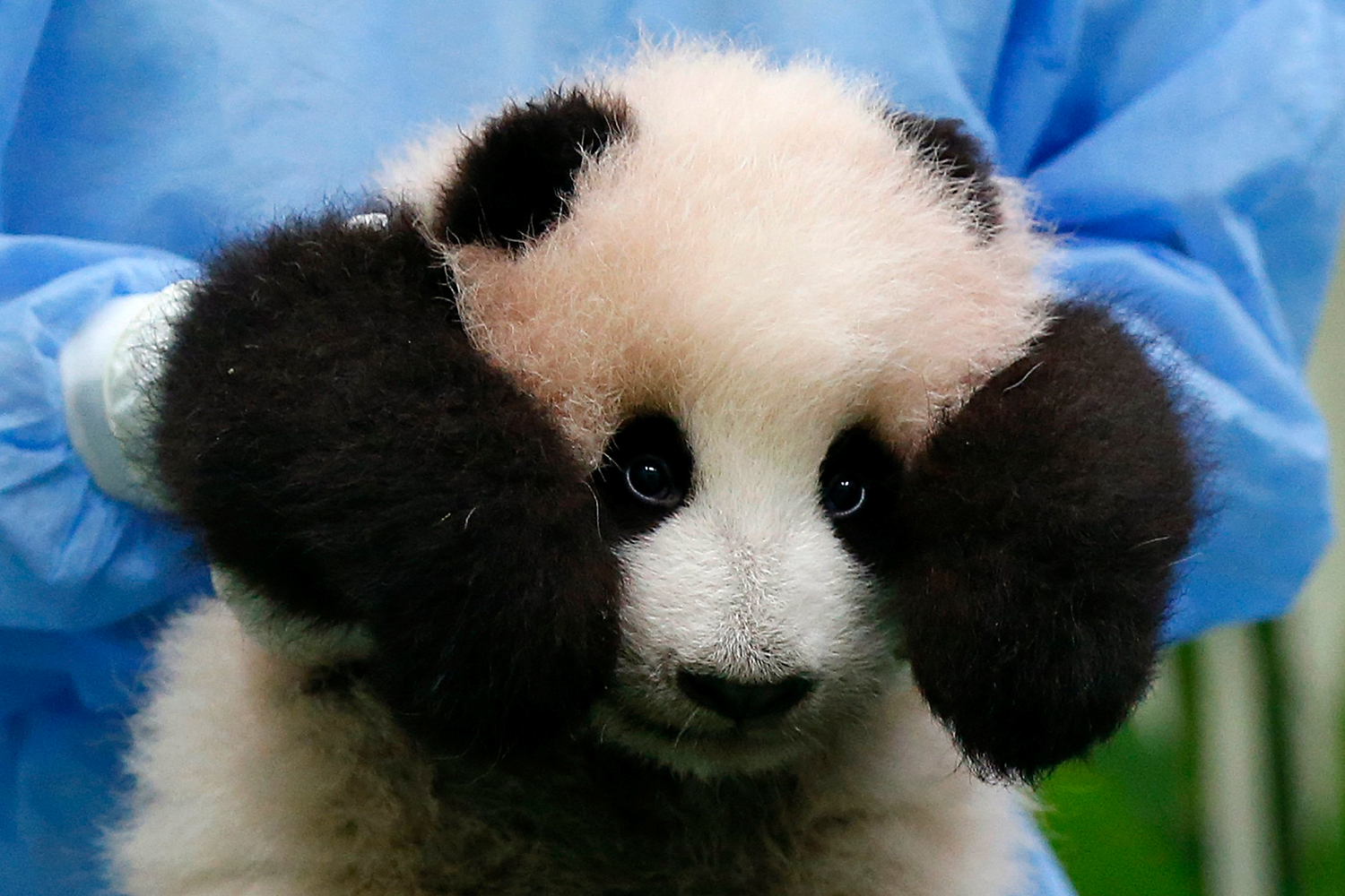 Malaysian baby panda shown for the first time