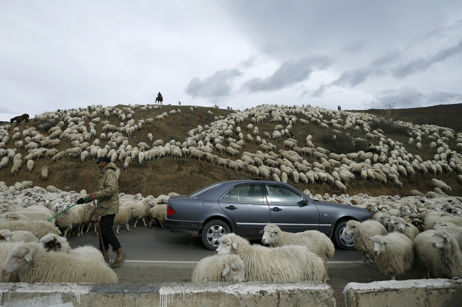 The long journey of sheep in Georgia