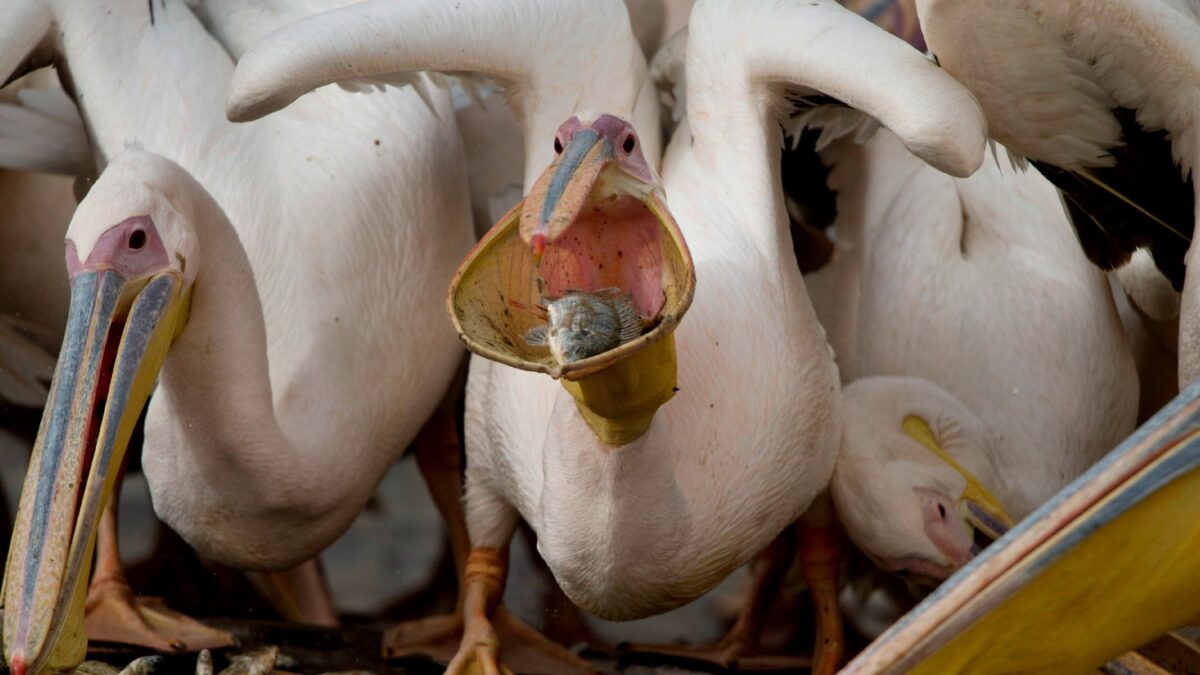 Pelicans rest in Israel before getting to Africa