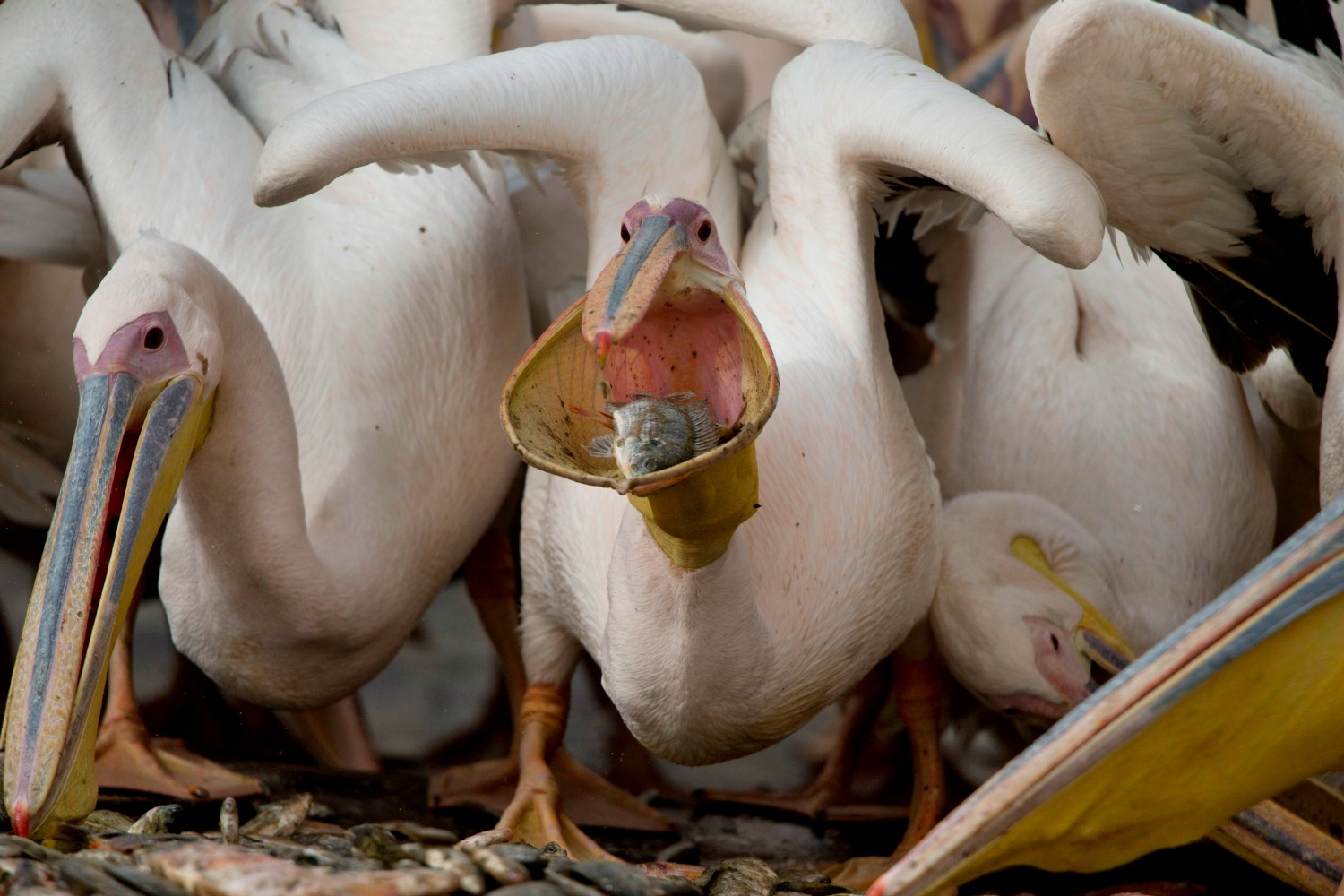Los pelicanos descansan en Israel antes de llegar a África