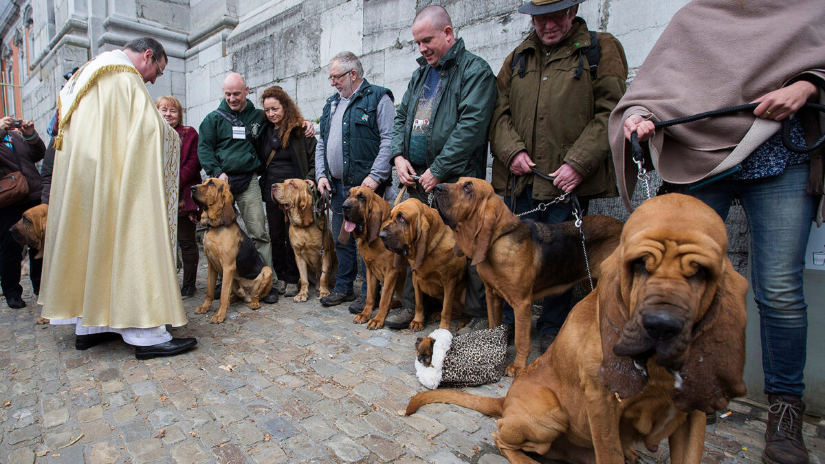 Cientos de perros sabuesos son bendecidos en el día de los cazadores, perros y caballos