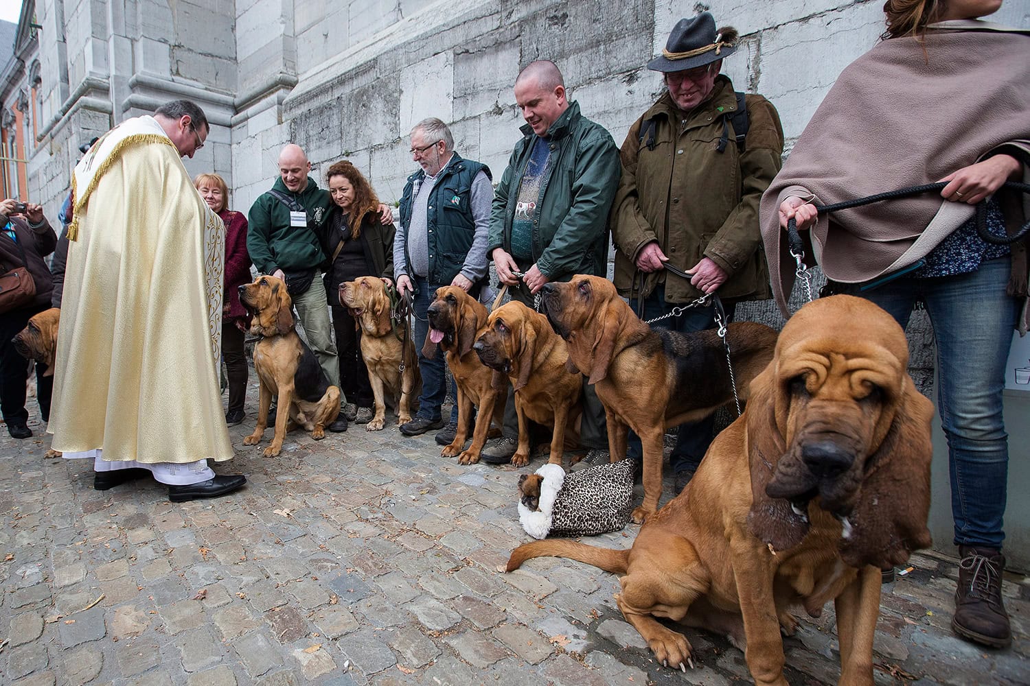 Hundreds of hound dogs blessed on the day of hunters, dogs and horses