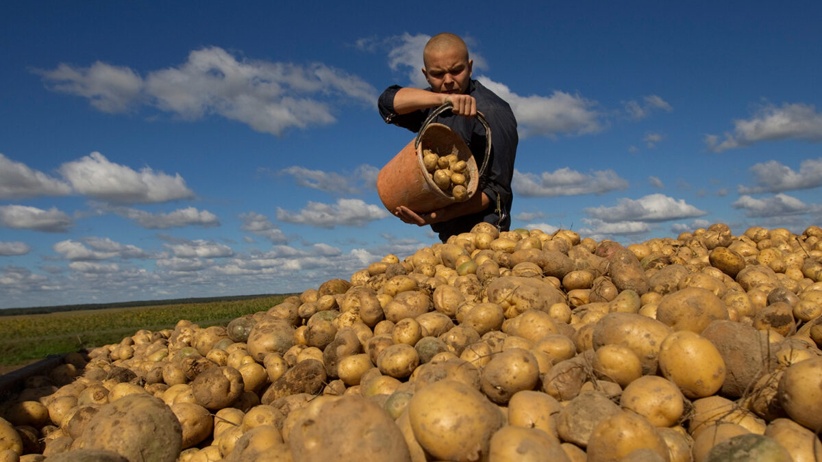 ¿Cuando comenzó a consumirse la patata en Europa?