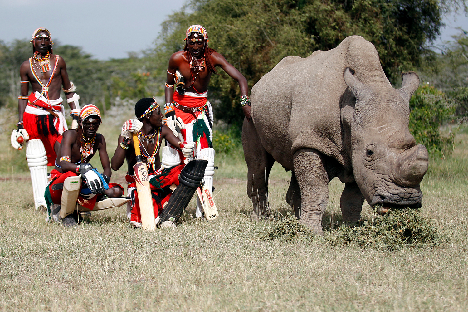 Sudáfrica aprueba la venta de cuernos de rinoceronte