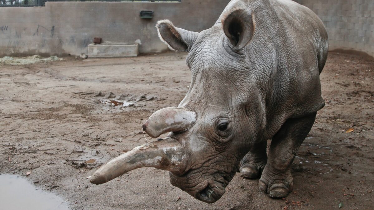 Muere uno de los últimos rinocerontes blancos del norte