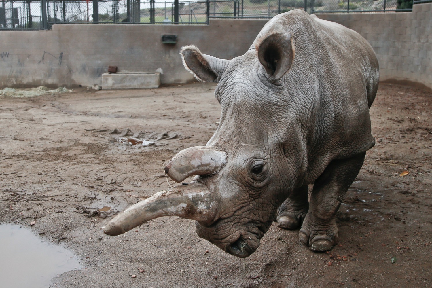 Muere uno de los últimos rinocerontes blancos del norte