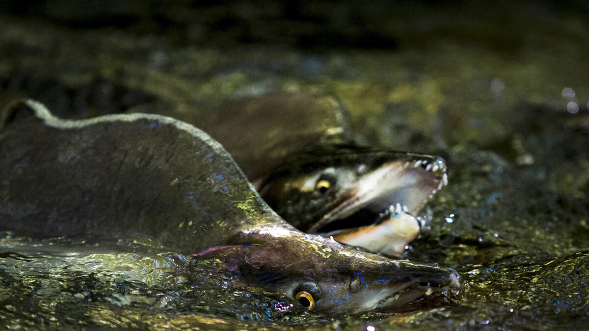 Salmón genéticamente modificado estará en el mercado en 2018