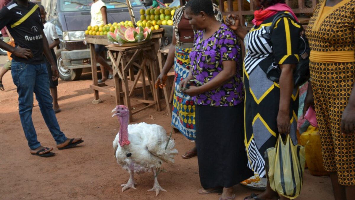 Este pavo morirá hoy en Nigeria, y se lo comerán