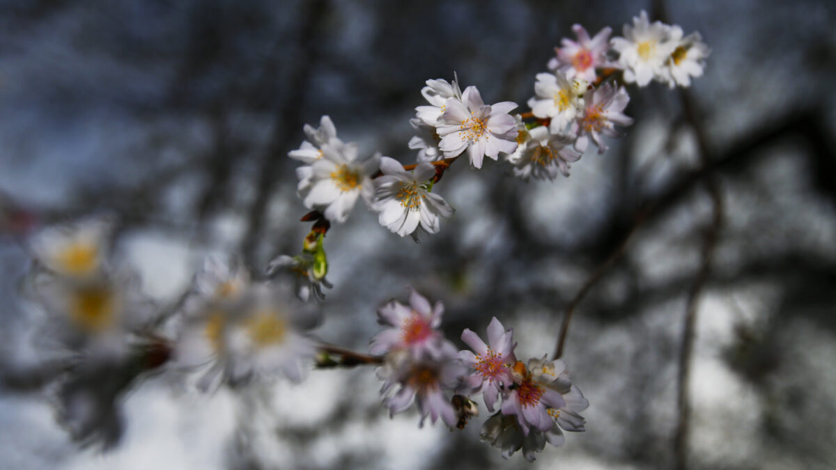 La naturaleza, desorientada por este invierno cálido