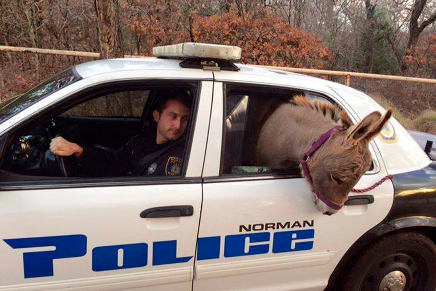 Un policía de Oklahoma pone a salvo un burro desorientado