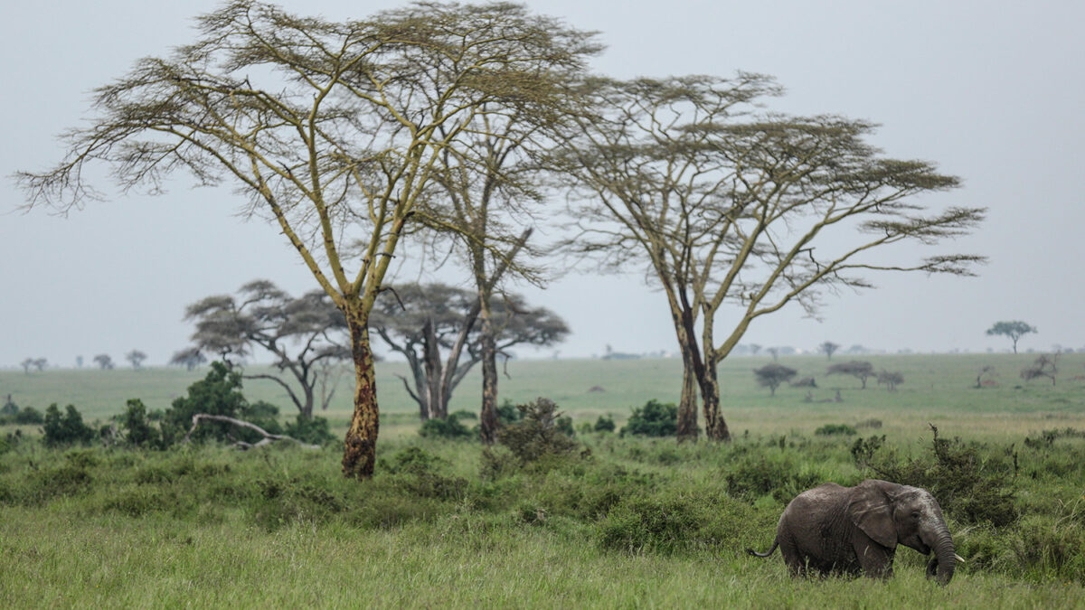 La masacre de elefantes está acabando con la especie en Tanzania