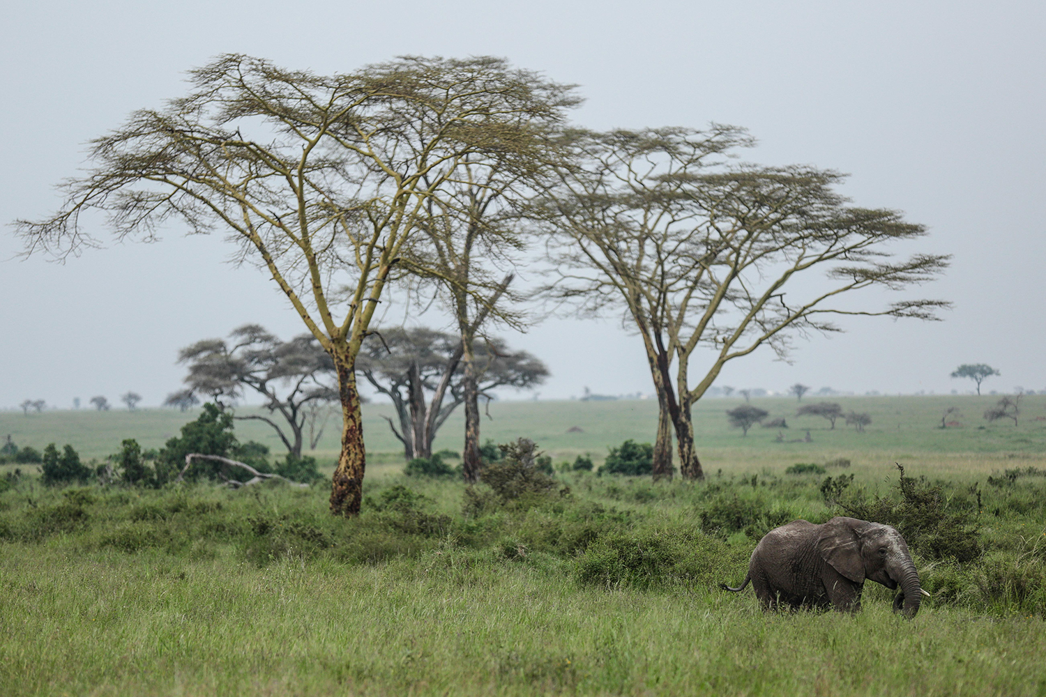 La masacre de elefantes está acabando con la especie en Tanzania