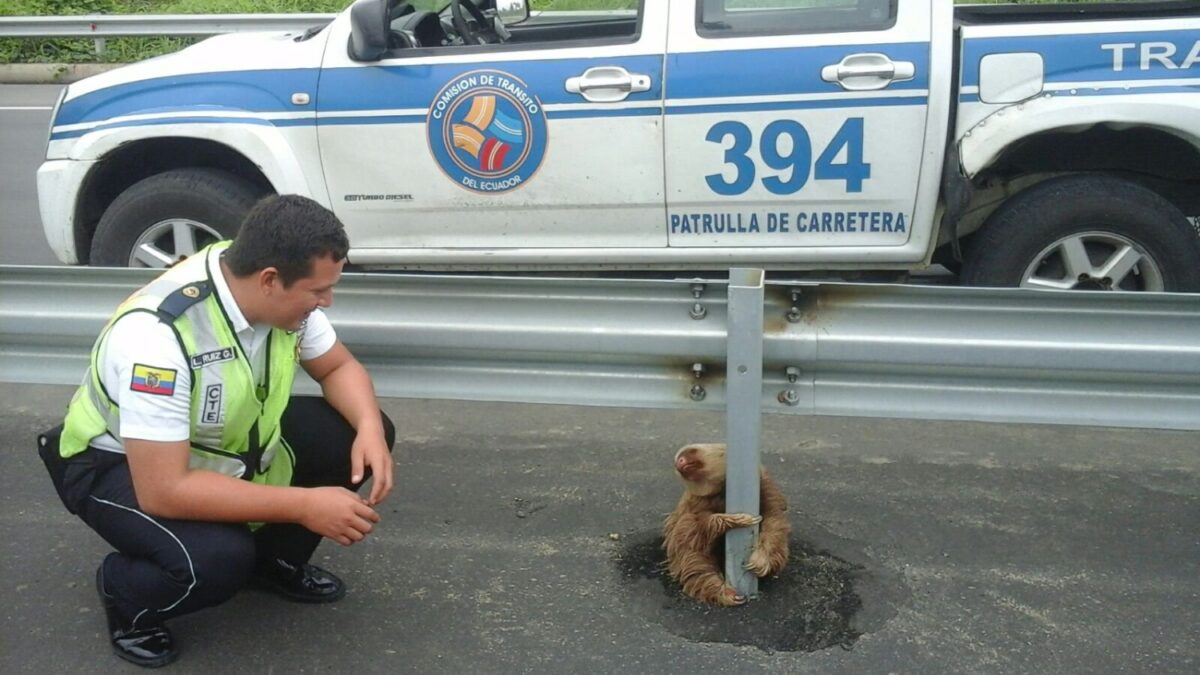 La imagen de este oso perezoso da la vuelta al mundo