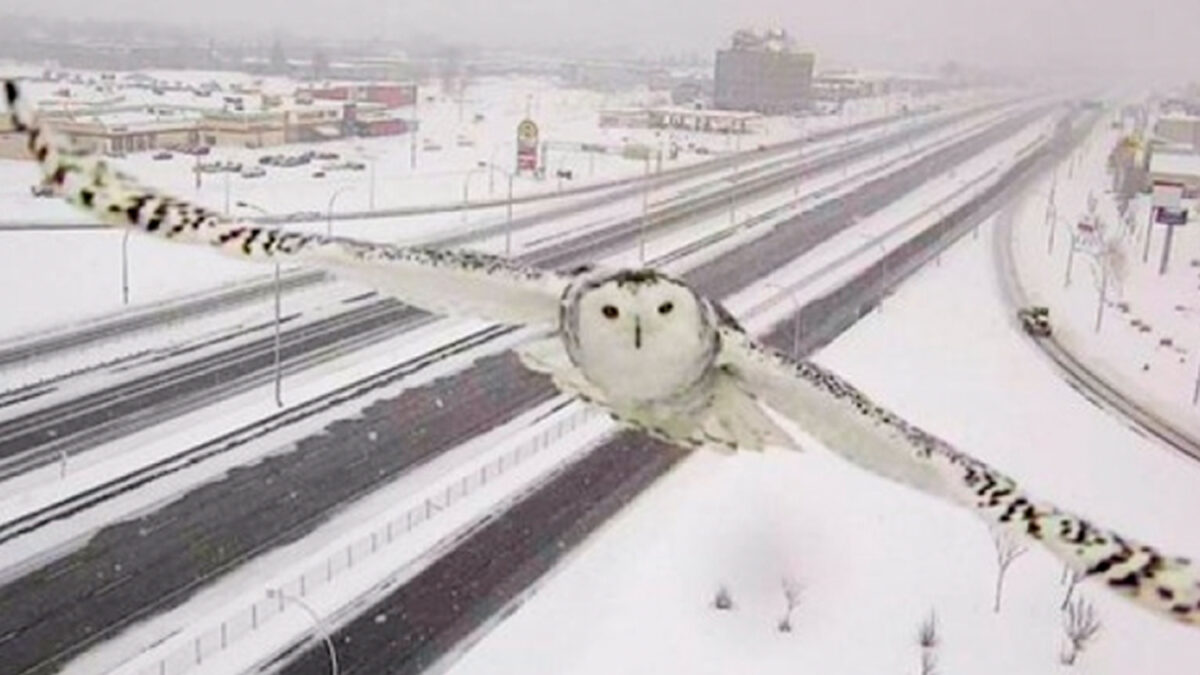 Las cámaras de tráfico de Quebec toman una espectacular foto a un búho