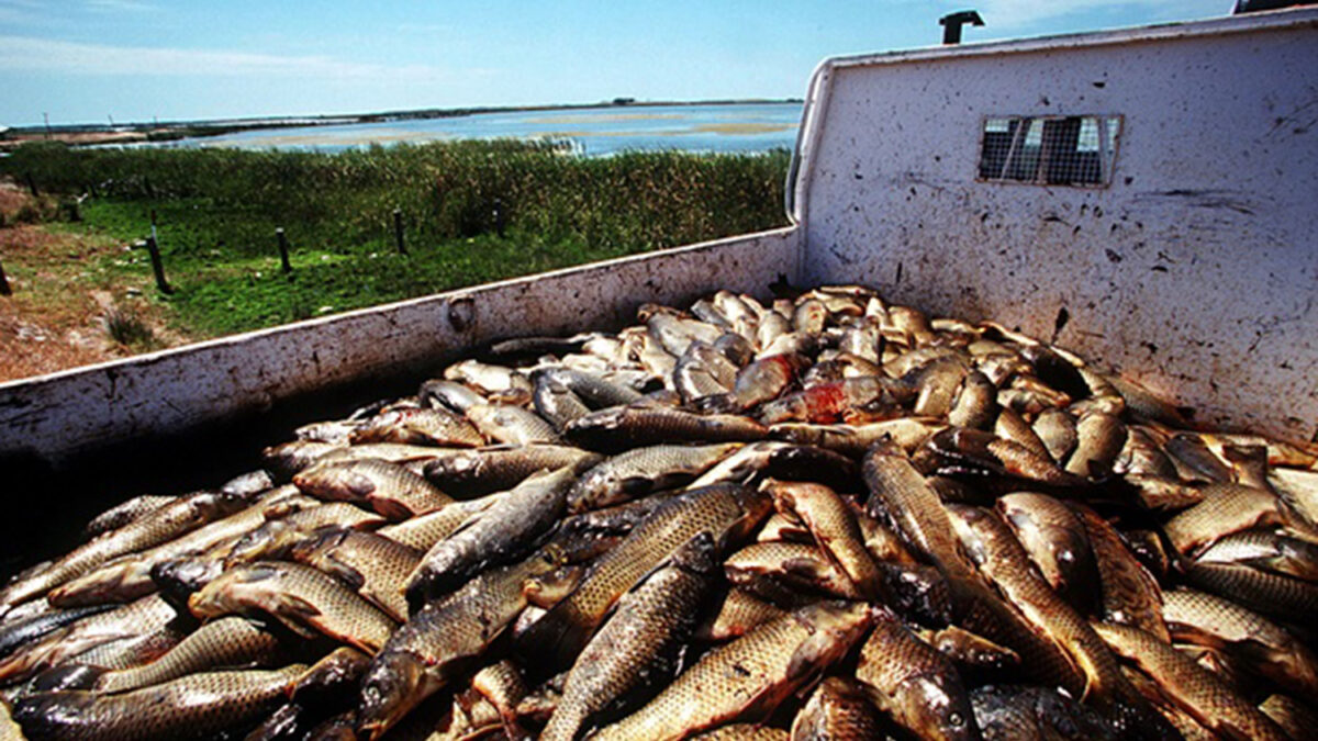 Científicos australianos utilizan un virus para eliminar una plaga de carpas desenfrenada en el río Murray