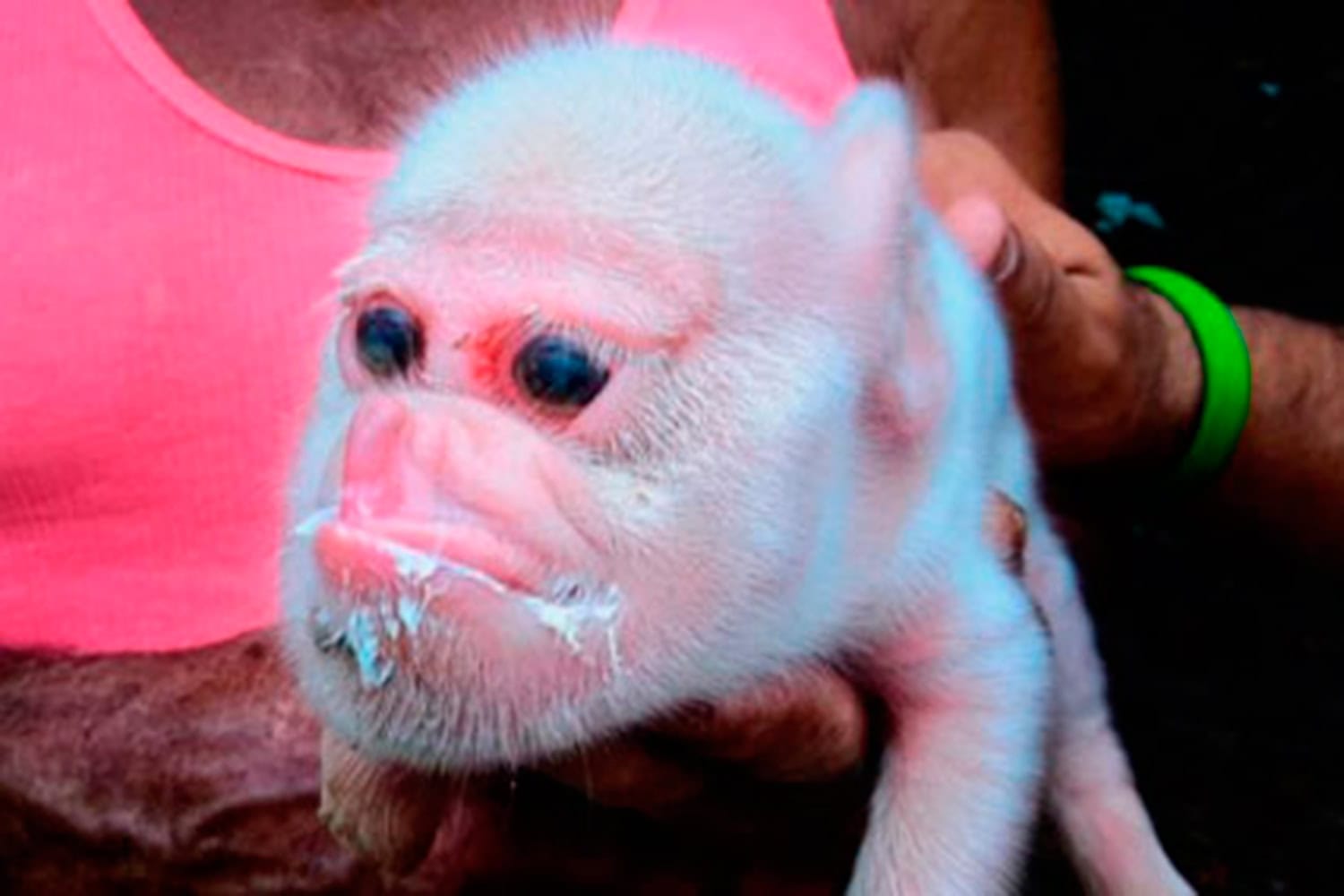 Muere el cerdo con cara de mono