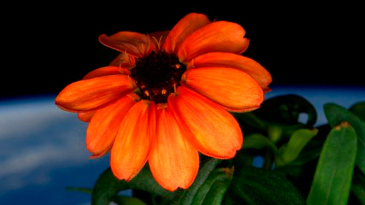 Nace la primera flor en el espacio