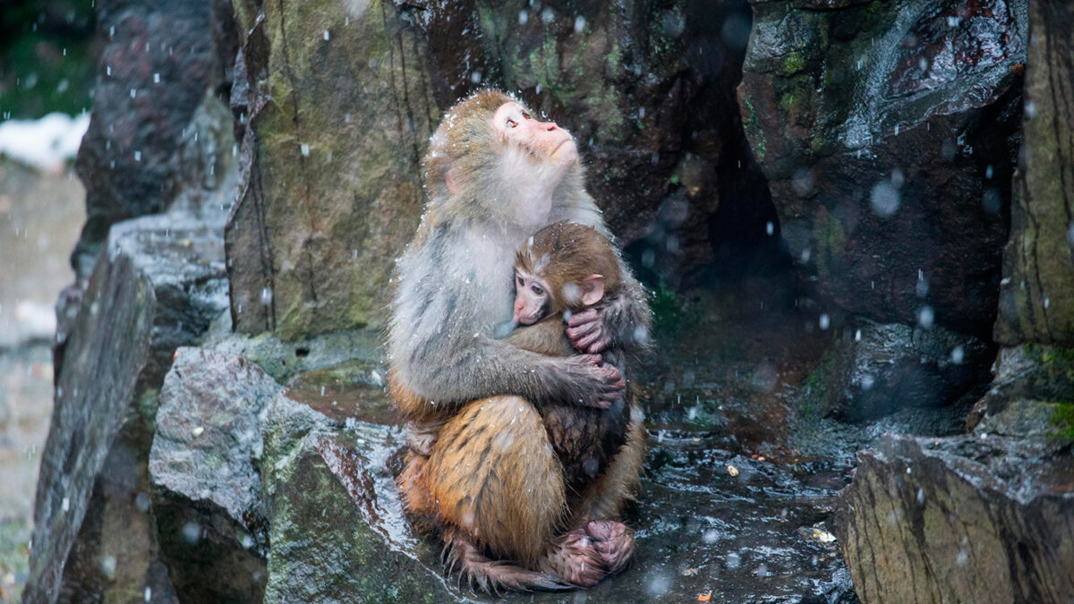 Los animales de los zoos de China se congelan