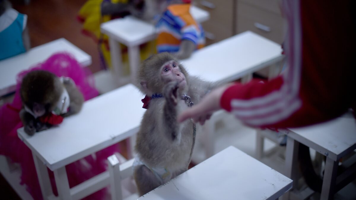 China entrena a monos para el Año Nuevo, ¿espectáculo o maltrato?