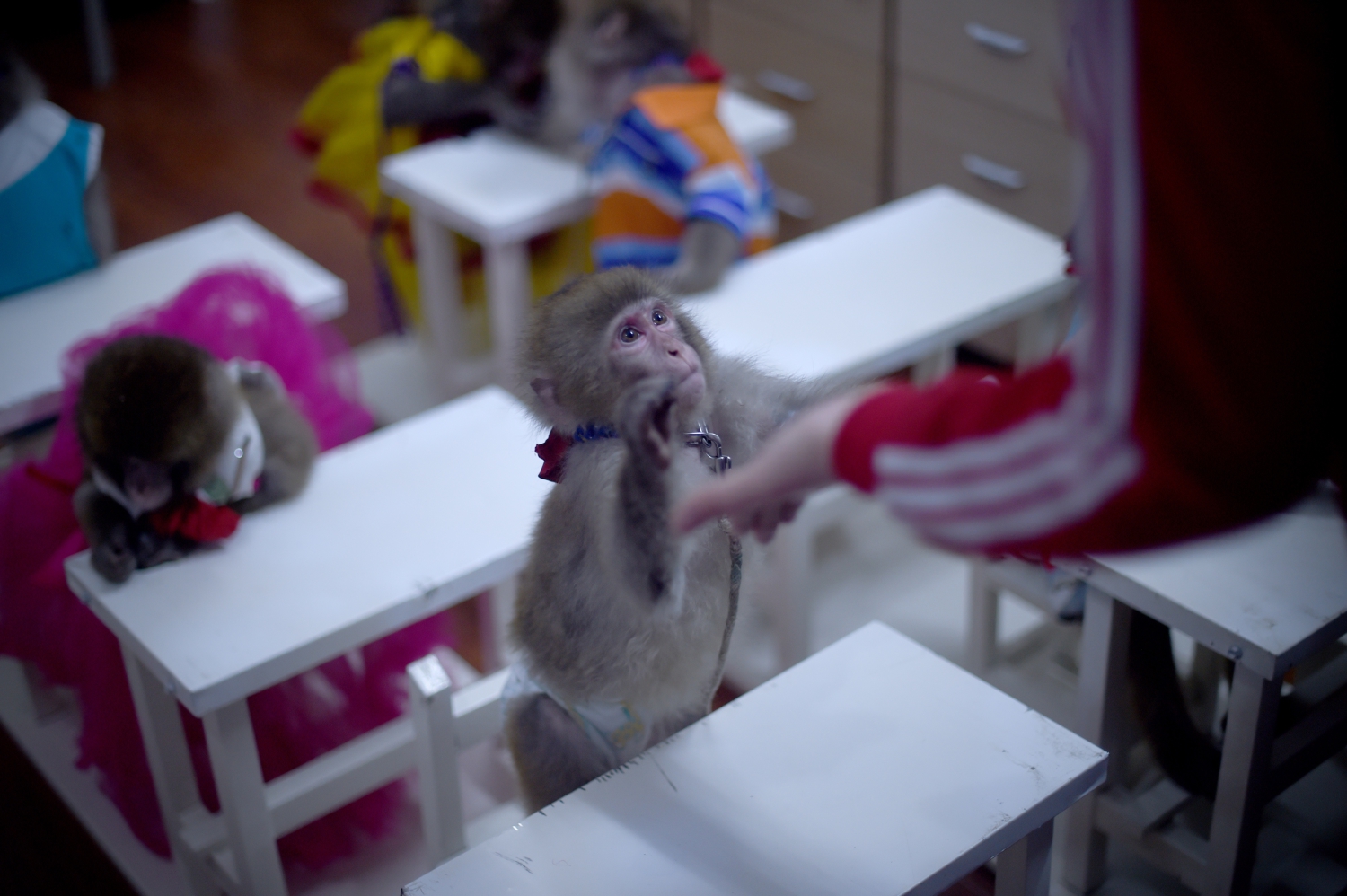 China entrena a monos para el Año Nuevo, ¿espectáculo o maltrato?