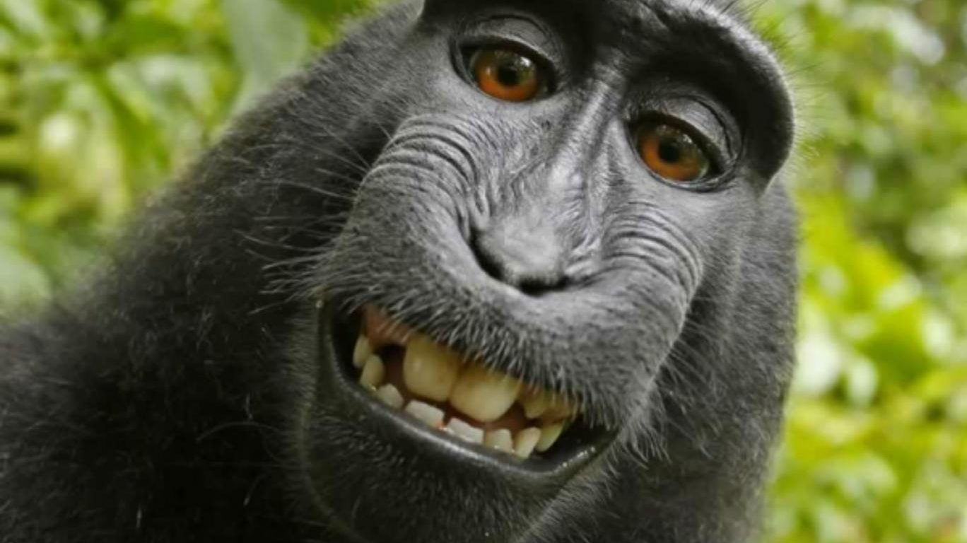 El famoso mono del selfie pierde los derechos de autor de su autoretrato