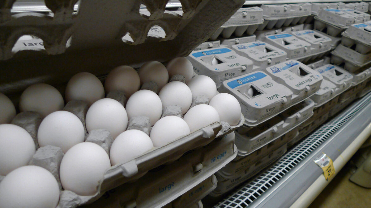 Israel prohíbe la importación de huevos de España por sospechas de salmonella