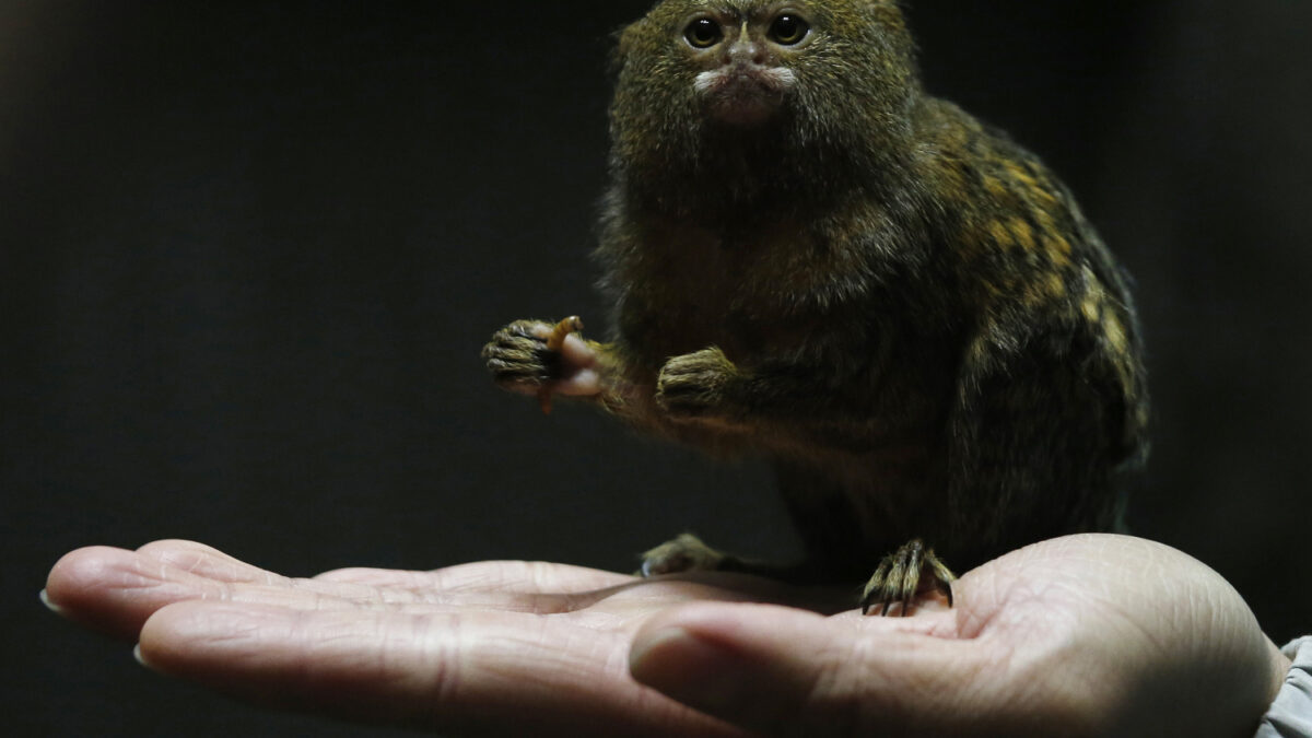 El mono más pequeño del mundo
