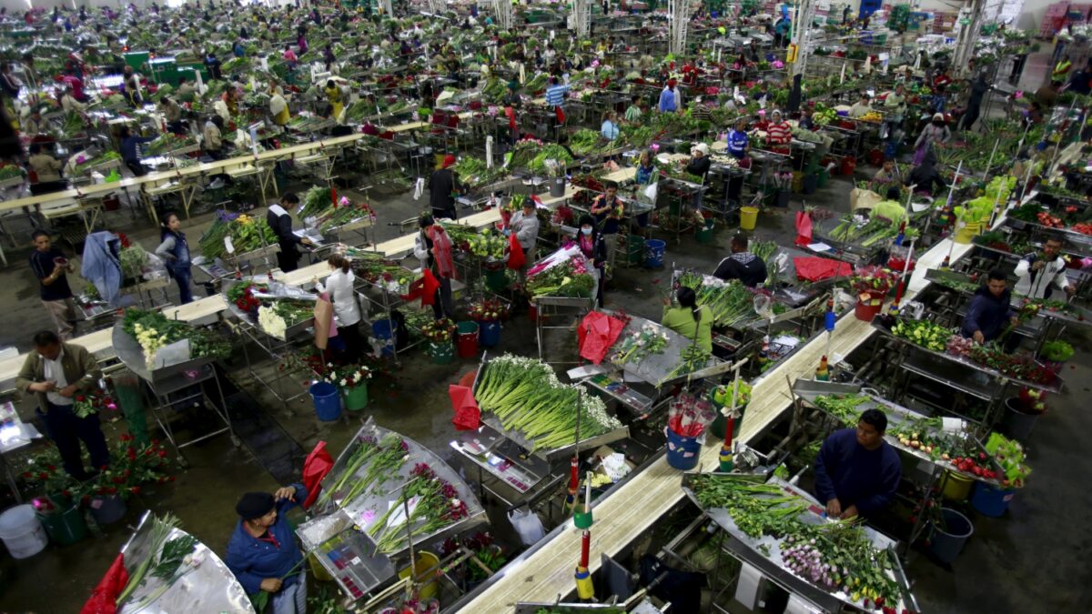 Colombia exportará 500 millones de flores en San Valentín