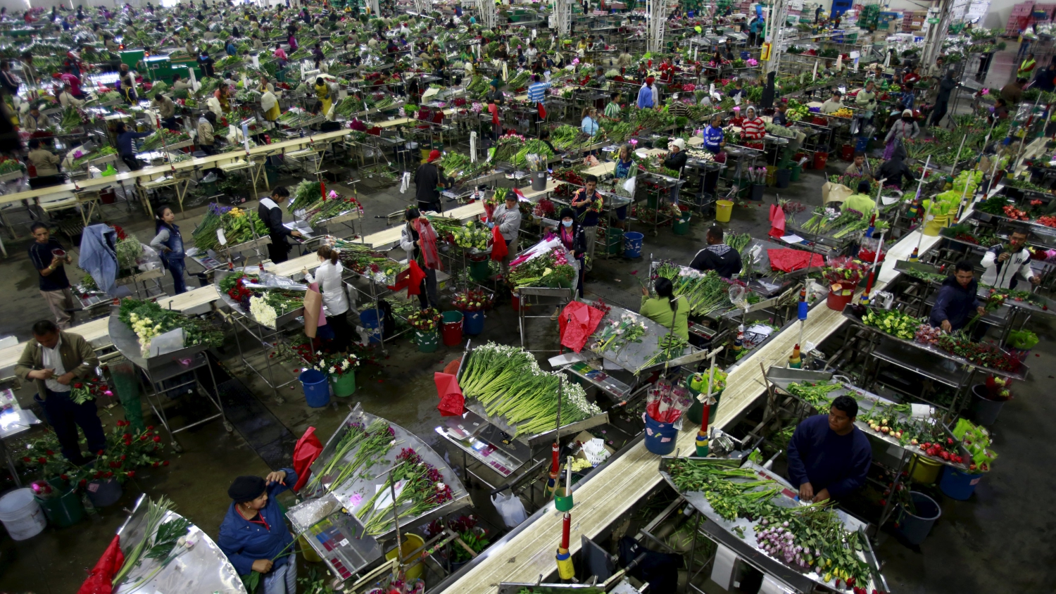 Colombia exportará 500 millones de flores en San Valentín