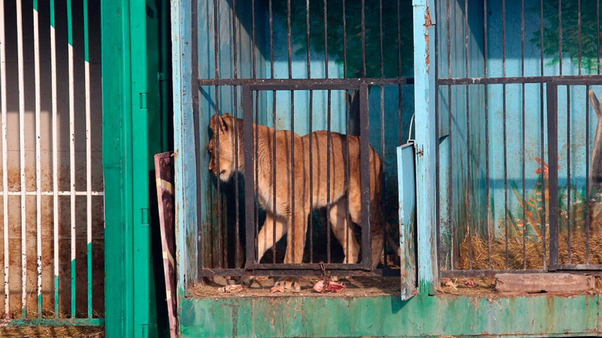 Éste es el zoo más triste del mundo