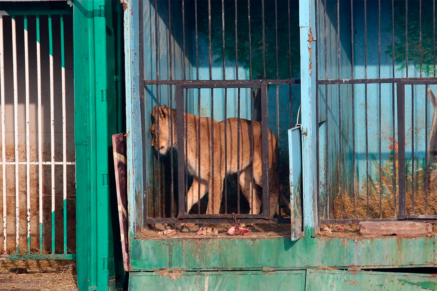 Éste es el zoo más triste del mundo