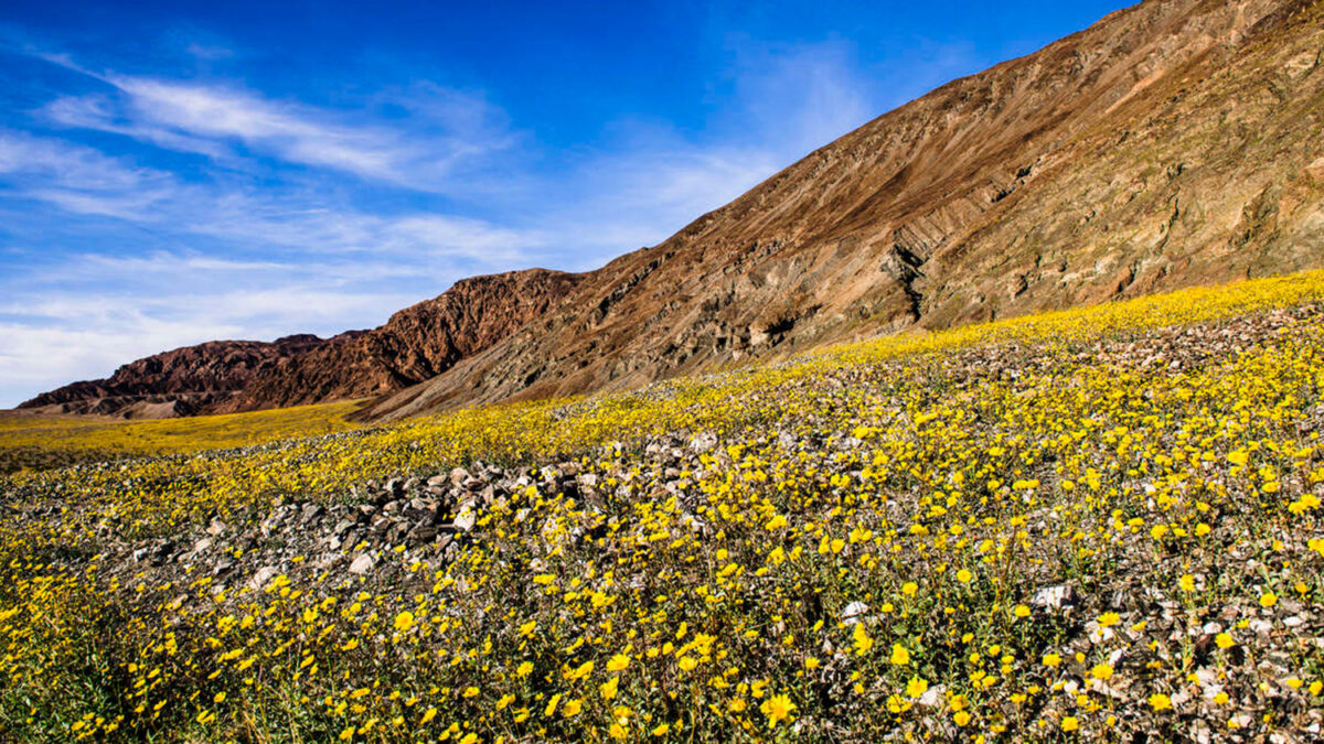 El Valle de la Muerte renace en un gran espectáculo floral