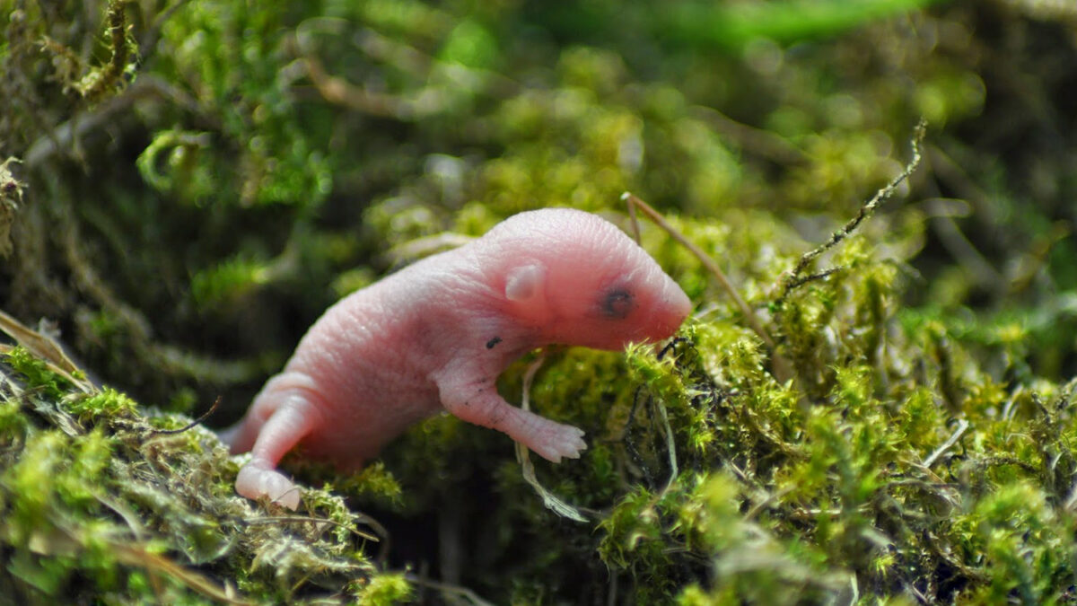 Nace el primer grupo de ratones concebidos con espermatozoides de laboratorio