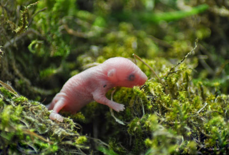 Nace el primer grupo de ratones concebidos con espermatozoides de laboratorio