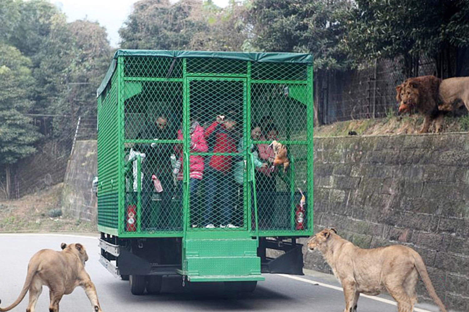 Un zoológico en China enjaula a sus visitantes