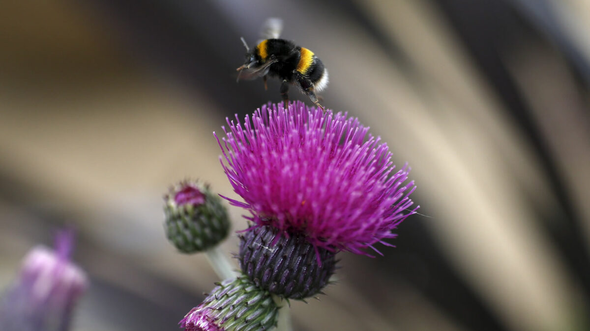 Desvelada la alerta de la ONU: las abejas se extinguen y nadie sabe por qué