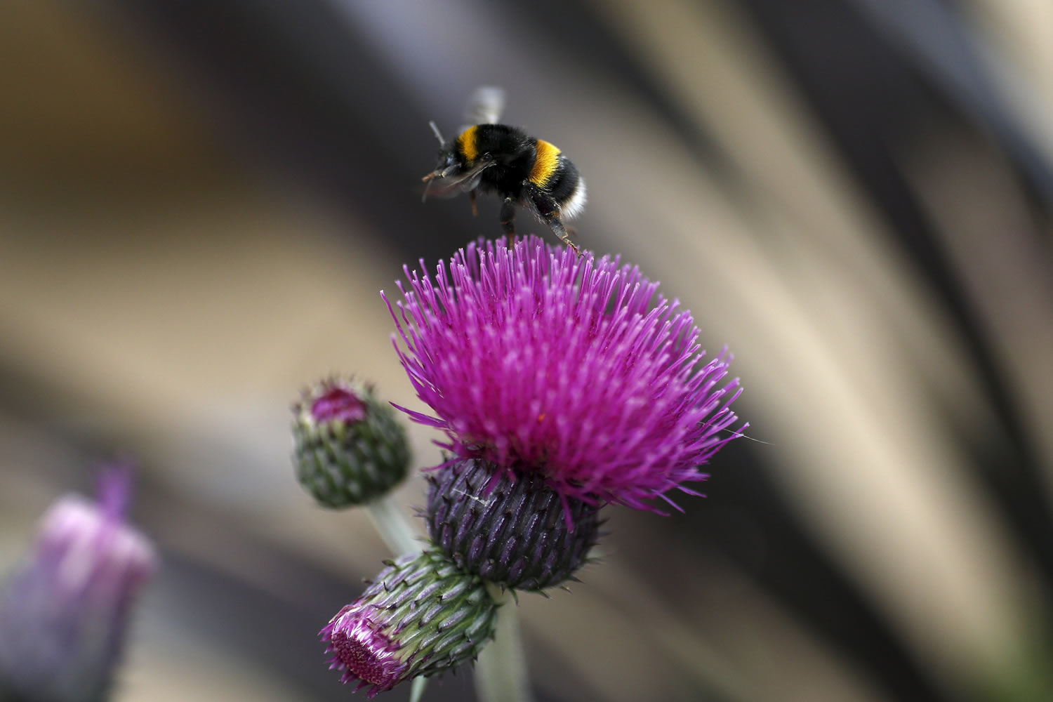 Desvelada la alerta de la ONU: las abejas se extinguen y nadie sabe por qué