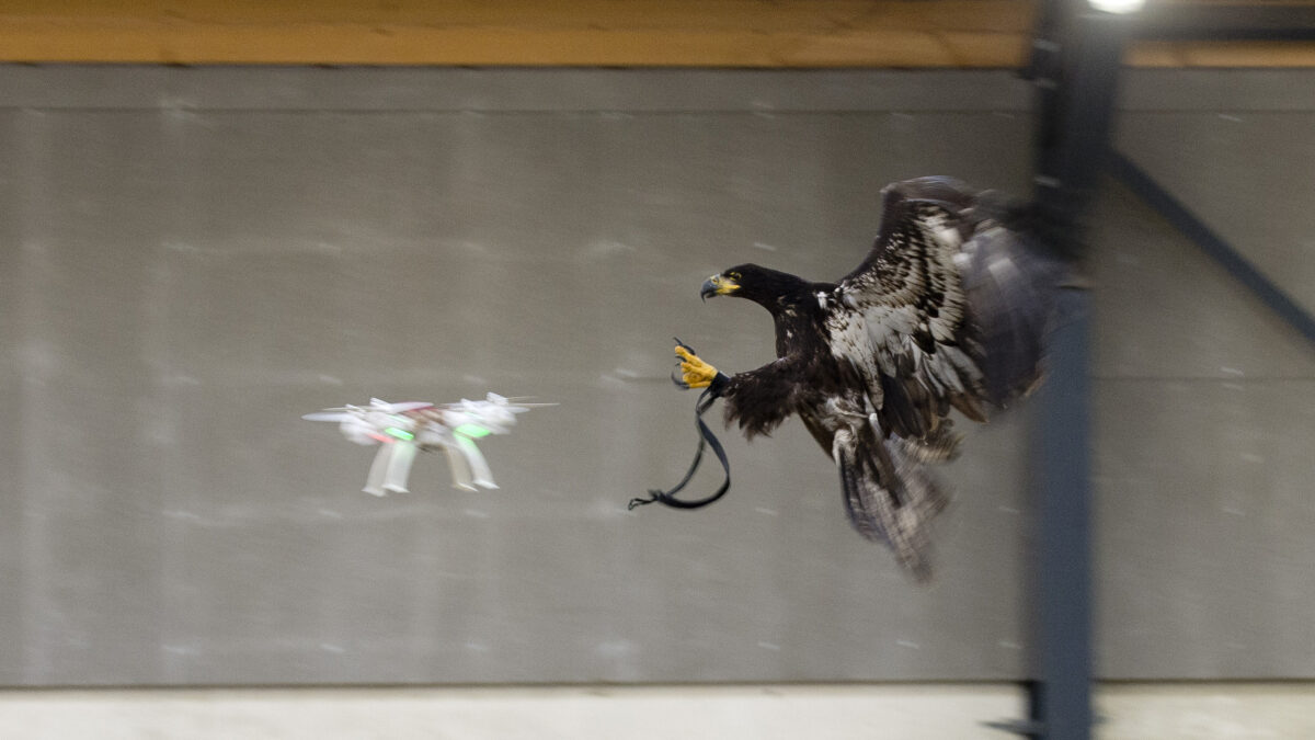 La policía holandesa adiestra águilas para capturar drones amenazantes